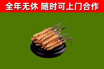宜城回收散虫草