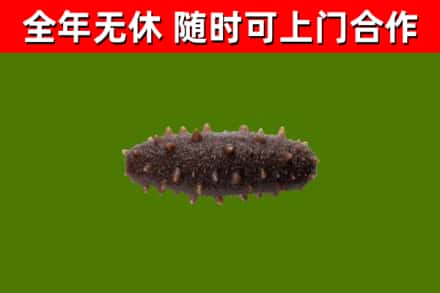 宜城回收海参干
